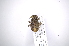  ( - INB0003169685)  @11 [ ] Copyright (2012) A. Solis Instituto Nacional de Biodiversidad