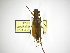  (Amphelictus curoei - INB0003173351)  @11 [ ] Copyright (2012) A. Solis Instituto Nacional de Biodiversidad