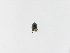  (Onthophagus hopfneri - INB0003303354)  @12 [ ] Copyright (2010) A. Solis Instituto Nacional de Biodiversidad
