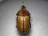  (Golofa hirsuta - INB0003366539)  @13 [ ] Copyright (2010) A. Solis Unspecified
