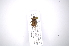  (Leptostylus phrissominus - INB0003396624)  @12 [ ] Copyright (2012) A. Solis Instituto Nacional de Biodiversidad