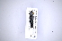  (Agrilus squalus - INB0003499044)  @12 [ ] Copyright (2012) Angel Solis Instituto Nacional de Biodiversidad