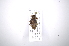  ( - INB0003553992)  @11 [ ] Copyright (2012) A. Solis Instituto Nacional de Biodiversidad