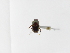  (Onthophagus tapirus - INB0003573260)  @12 [ ] Copyright (2010) A. Solis Instituto Nacional de Biodiversidad