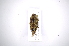  (Leptostylus viridescens - INB0003723857)  @11 [ ] Copyright (2012) A. Solis Instituto Nacional de Biodiversidad