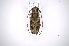  (Steirastoma - INB0003766698)  @14 [ ] Copyright (2012) A. Solis Instituto Nacional de Biodiversidad