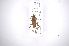  (Anisopodus scriptipennis - INB0003789784)  @13 [ ] Copyright (2012) A. Solis Instituto Nacional de Biodiversidad