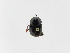  (Onthophagus solisiASolis02 - INB0003879304)  @13 [ ] Copyright (2010) A. Solis Instituto Nacional de Biodiversidad