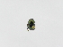  (Onthophagus chryses - INB0003984996)  @12 [ ] Copyright (2010) A. Solis Instituto Nacional de Biodiversidad