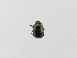  (Onthophagus limonensis - INB0004122295)  @12 [ ] Copyright (2010) A. Solis Instituto Nacional de Biodiversidad