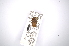  ( - INBIOCRI000176936)  @11 [ ] Copyright (2012) A. Solis Instituto Nacional de Biodiversidad