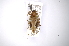  ( - INBIOCRI000211011)  @12 [ ] Copyright (2012) A. Solis Instituto Nacional de Biodiversidad