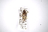  ( - INBIOCRI000256975)  @13 [ ] Copyright (2012) A. Solis Instituto Nacional de Biodiversidad