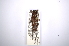  ( - INBIOCRI000346202)  @13 [ ] Copyright (2012) A. Solis Instituto Nacional de Biodiversidad