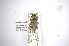  (Pseudocobelura - INBIOCRI000423813)  @11 [ ] Copyright (2012) A. Solis Instituto Nacional de Biodiversidad