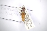  (Thoracibidion buqueti - INBIOCRI000762673)  @11 [ ] Copyright (2012) A. Solis Instituto Nacional de Biodiversidad