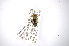  (Cosmotoma - INBIOCRI000764457)  @12 [ ] Copyright (2012) A. Solis Instituto Nacional de Biodiversidad