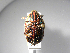  (Euphoria iridescens - INBIOCRI000791670)  @13 [ ] Copyright (2010) A. Solis Unspecified