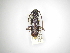  (Elaphidion irroratum - INBIOCRI000814403)  @14 [ ] Copyright (2012) A. Solis Instituto Nacional de Biodiversidad