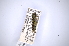  (Agrilus squaliformis - INBIOCRI000891365)  @11 [ ] Copyright (2012) Angel Solis Instituto Nacional de Biodiversidad