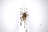  (Carphontes - INBIOCRI001133412)  @13 [ ] Copyright (2012) A. Solis Instituto Nacional de Biodiversidad