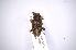  (Trypanidius - INBIOCRI001152586)  @14 [ ] Copyright (2012) A. Solis Instituto Nacional de Biodiversidad