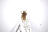  ( - INBIOCRI001183598)  @11 [ ] Copyright (2012) A. Solis Instituto Nacional de Biodiversidad