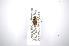  ( - INBIOCRI001261415)  @12 [ ] Copyright (2012) A. Solis Instituto Nacional de Biodiversidad