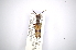  ( - INBIOCRI001331466)  @11 [ ] Copyright (2012) A. Solis Instituto Nacional de Biodiversidad