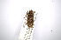  ( - INBIOCRI001386947)  @11 [ ] Copyright (2012) A. Solis Instituto Nacional de Biodiversidad