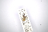  (Neocompsa bimaculata - INBIOCRI001402460)  @14 [ ] Copyright (2012) A. Solis Instituto Nacional de Biodiversidad