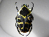  (Argyripa subfasciata - INBIOCRI001621429)  @14 [ ] Copyright (2010) A. Solis Unspecified