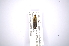  ( - INBIOCRI001649934)  @11 [ ] Copyright (2012) A. Solis Instituto Nacional de Biodiversidad