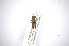 ( - INBIOCRI001696581)  @11 [ ] Copyright (2012) A. Solis Instituto Nacional de Biodiversidad
