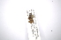  ( - INBIOCRI001721927)  @11 [ ] Copyright (2012) A. Solis Instituto Nacional de Biodiversidad