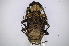  ( - INBIOCRI001721973)  @11 [ ] Copyright (2012) A. Solis Instituto Nacional de Biodiversidad