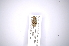 ( - INBIOCRI001765617)  @12 [ ] Copyright (2012) A. Solis Instituto Nacional de Biodiversidad