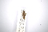  ( - INBIOCRI001800131)  @11 [ ] Copyright (2012) A. Solis Instituto Nacional de Biodiversidad