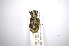  ( - INBIOCRI001880591)  @12 [ ] Copyright (2012) A. Solis Instituto Nacional de Biodiversidad