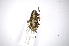  ( - INBIOCRI001944515)  @12 [ ] Copyright (2012) A. Solis Instituto Nacional de Biodiversidad