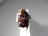  ( - INBIOCRI001984344)  @11 [ ] Copyright (2010) A. Solis Unspecified