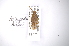  (Anisopodus hiekei - INBIOCRI002090659)  @11 [ ] Copyright (2012) A. Solis Instituto Nacional de Biodiversidad