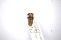  ( - INBIOCRI002130756)  @11 [ ] Copyright (2012) A. Solis Instituto Nacional de Biodiversidad