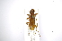  (Miltesthus marginatus - INBIOCRI002164763)  @11 [ ] Copyright (2012) A. Solis Instituto Nacional de Biodiversidad
