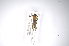  ( - INBIOCRI002255150)  @11 [ ] Copyright (2012) A. Solis Instituto Nacional de Biodiversidad
