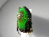  (Euphoria candezei - INBIOCRI002379283)  @11 [ ] Copyright (2010) A. Solis Unspecified