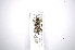  ( - INBIOCRI002388515)  @12 [ ] Copyright (2012) A. Solis Instituto Nacional de Biodiversidad