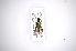  ( - INBIOCRI002727794)  @11 [ ] Copyright (2012) A. Solis Instituto Nacional de Biodiversidad