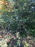  (Salix babylonica - JS_WW11)  @11 [ ] Unspecified (default): All Rights Reserved  Unspecified Unspecified