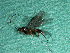  (Aerophilus reginae - EE-P359-89 MP)  @12 [ ] Unspecified (default): All Rights Reserved  Unspecified Unspecified